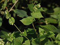 Crested Bindweed